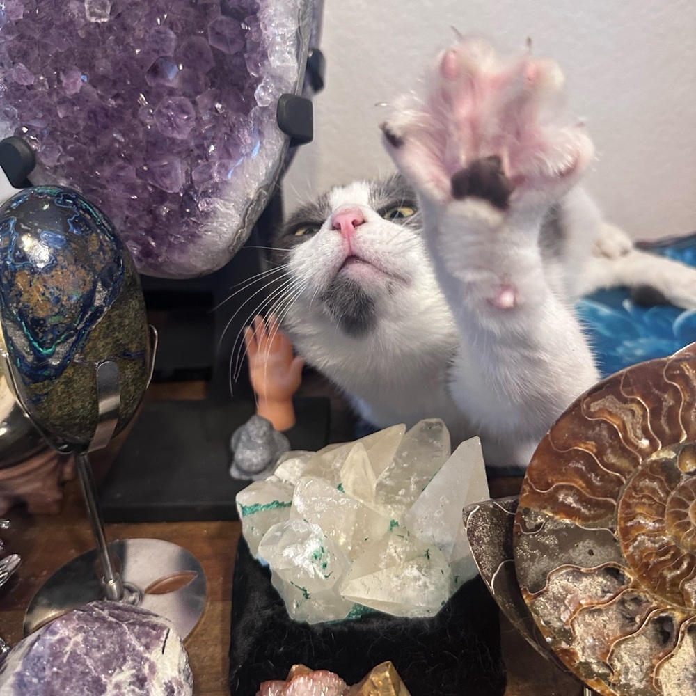 New Live Show Listing - Crystals - Picture 11 of 12
